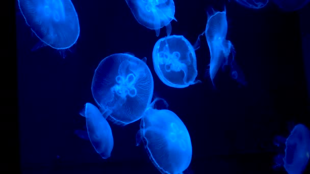 Bellas Medusas Con Luz Iluminada Nadando Agua Oscura — Vídeos de Stock