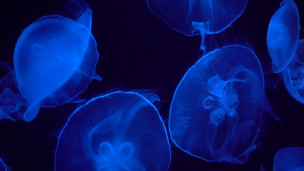 Bellas Medusas Con Luz Iluminada Nadando Agua Oscura — Vídeo de stock