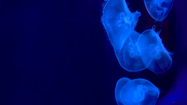 Belles Méduses Avec Lumière Illuminée Nageant Dans Eau Sombre — Video