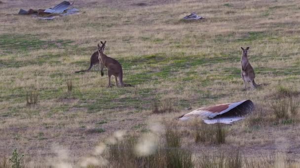 troupeau de kangourous dans l'habitat naturel par temps ensoleillé  