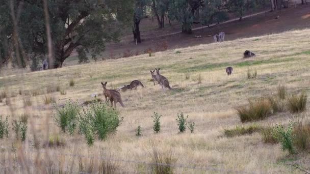 Herd Kangaroos Natural Habitat Sunny Day — Stock Video