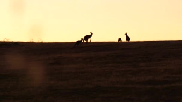 Silhuetter Kängurur Naturlig Livsmiljö Vid Solnedgången — Stockvideo