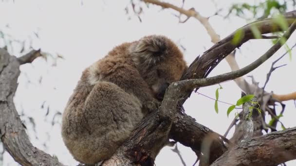 Bonito Coala Dormir Árvore Austrália — Vídeo de Stock