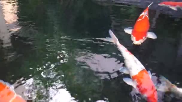 Koi Fish Swimming Clear Water Pond Close View — Stock Video