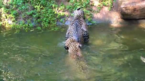 Hermosos Leopardos Jugando Nadando Estanque Soleado Día Verano — Vídeos de Stock