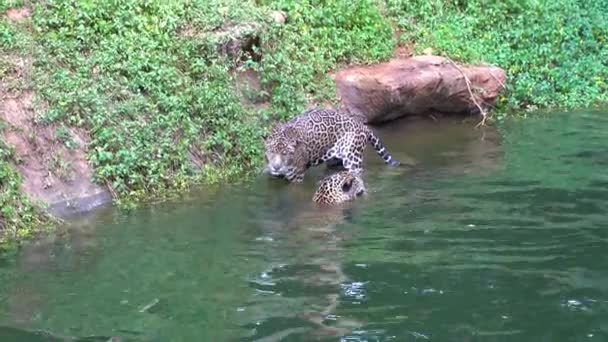 Hermosos Leopardos Jugando Nadando Estanque Soleado Día Verano — Vídeos de Stock