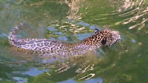 Beautiful Leopard Swimming Pond Sunny Summer Day — Stock Video