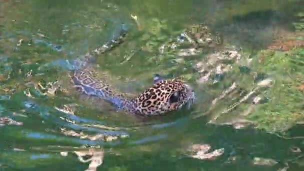 Красиві Леопарди Грають Плавають Ставку Сонячний Літній День — стокове відео