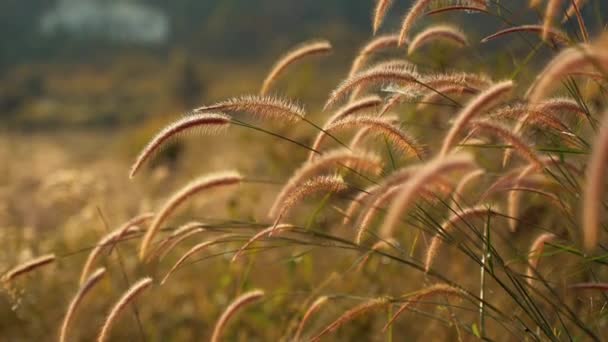 Висока Літня Трава Гойдається Полі Вітряний День — стокове відео