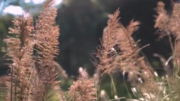 Hochsommerliches Gras Schwingt Bei Windigem Tag Auf Dem Feld — Stockvideo