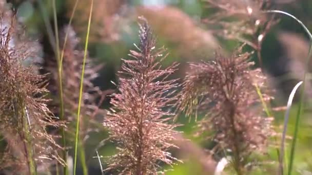Висока Літня Трава Гойдається Полі Вітряний День — стокове відео