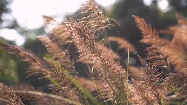 Rüzgarlı Günde Alanda Sallanan Yüksek Yaz Çim — Stok video