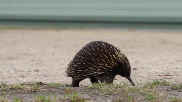 オーストラリアのEchidnaは草の中の食べ物を探しています — ストック動画