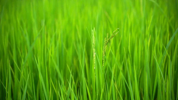 Beautiful Fresh Green Rice Field Thailand Agriculture Natural Concept — Stock Photo, Image