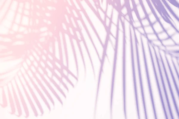 Tropical Palma Deixa Sombra Natural Sobreposição Fundo Textura Gradiente Pastel — Fotografia de Stock