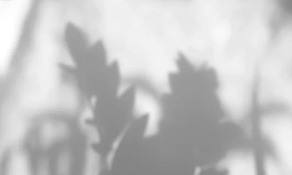Blätter Natürliche Schatten Overlay Auf Weißem Textur Hintergrund Für Overlay — Stockfoto