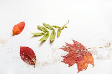 Düz yatıyordu kompozisyon izole sonbahar sonbahar beyaz arka plan üzerinde. 