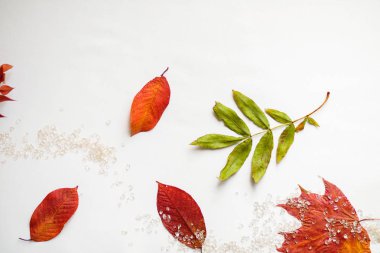 Düz yatıyordu kompozisyon izole sonbahar sonbahar beyaz arka plan üzerinde. 