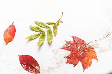 Düz yatıyordu kompozisyon izole sonbahar sonbahar beyaz arka plan üzerinde. 