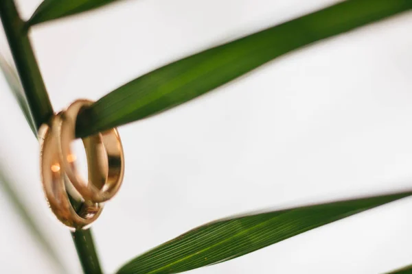 Primer Plano Dos Anillos Boda —  Fotos de Stock