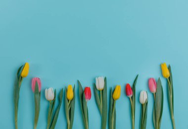 Bahar Lale çiçek kavramı. Sevgililer günü, Woman's Day, anneler günü.