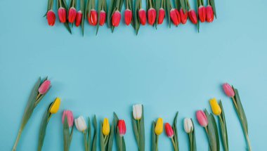 Bahar Lale çiçek kavramı. Sevgililer günü, Woman's Day, anneler günü.