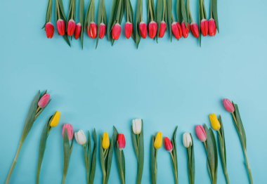 Bahar Lale çiçek kavramı. Sevgililer günü, Woman's Day, anneler günü.