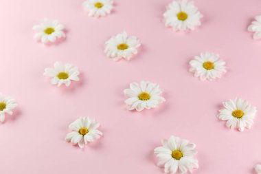 çiçekler arka plan, beyaz papatya çiçekler.