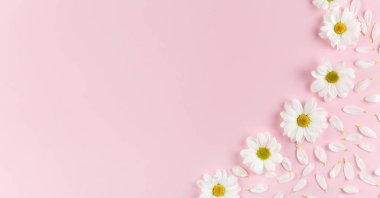 çiçekler arka plan, beyaz papatya çiçekler.