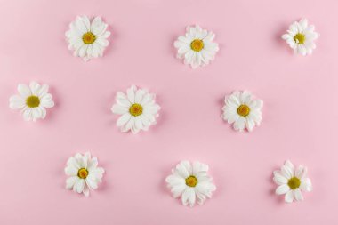 çiçekler arka plan, beyaz papatya çiçekler.