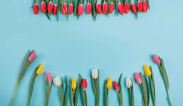 Frühlingstulpen Blühen Valentinstag Frauentag Muttertag — Stockfoto