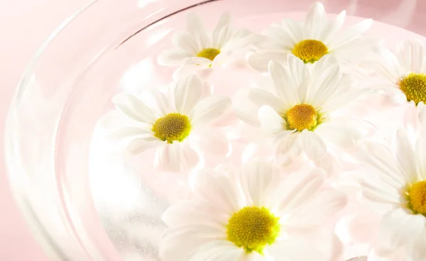 Flores Fundo Branco Margaridas Flores — Fotografia de Stock