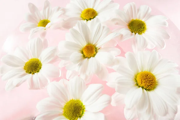 Flores Fundo Branco Margaridas Flores — Fotografia de Stock