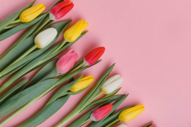 Bahar Lale çiçek kavramı. Sevgililer günü, Woman's Day, anneler günü.