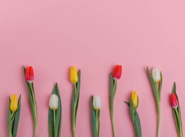 Bahar Lale çiçek kavramı. Sevgililer günü, Woman's Day, anneler günü.