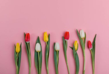 Bahar Lale çiçek kavramı. Sevgililer günü, Woman's Day, anneler günü.