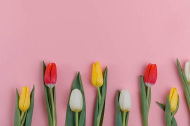Bahar Lale çiçek kavramı. Sevgililer günü, Woman's Day, anneler günü.