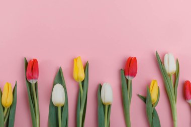 Bahar Lale çiçek kavramı. Sevgililer günü, Woman's Day, anneler günü.