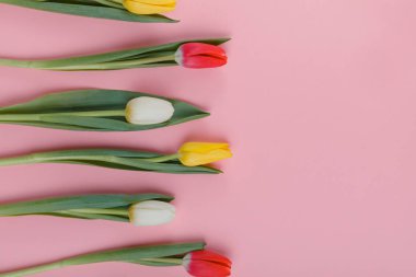 Bahar Lale çiçek kavramı. Sevgililer günü, Woman's Day, anneler günü.