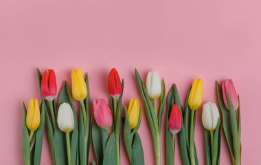 Bahar Lale çiçek kavramı. Sevgililer günü, Woman's Day, anneler günü.