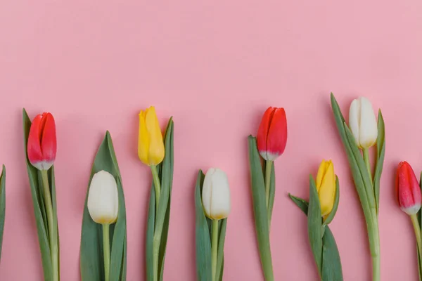 Frühlingstulpen Blühen Valentinstag Frauentag Muttertag — Stockfoto