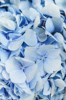 Güzel çiçek açması ihale mavi ve mor ortanca.