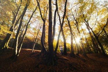 Romantik genç çift sonbahar parkında yürüyor. Parkta birlikte bir aile. Hamile çift.