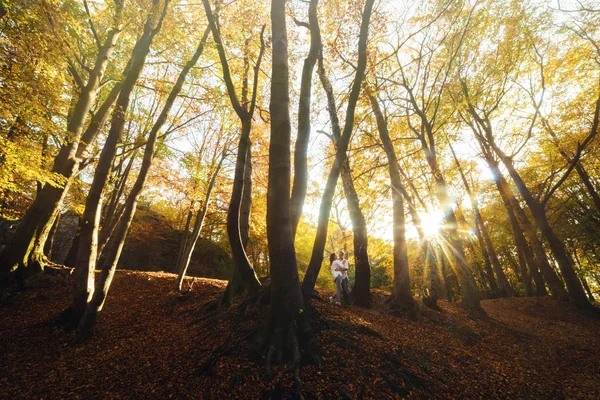 Romantikus Fiatal Pár Séta Ősszel Parkban Család Együtt Parkban Terhes — Stock Fotó