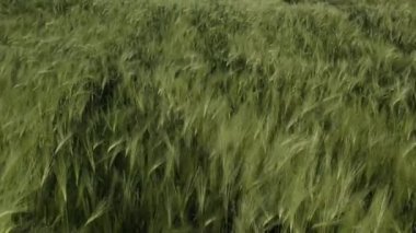 Yeşil buğday tarlasını kapatın..