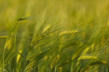 Yeşil buğday tarlasını kapatın..