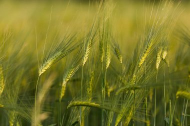 Yeşil buğday tarlasını kapatın..