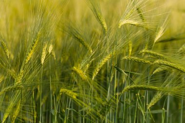 Yeşil buğday tarlasını kapatın..