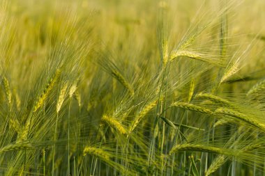Yeşil buğday tarlasını kapatın..