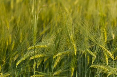 Yeşil buğday tarlasını kapatın..